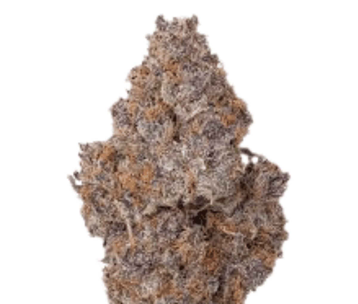 420 Evolution 27/1 CA PEX - Pineapple Fruz 420 Evolution 27/1 CA PEX - Pineapple Fruz