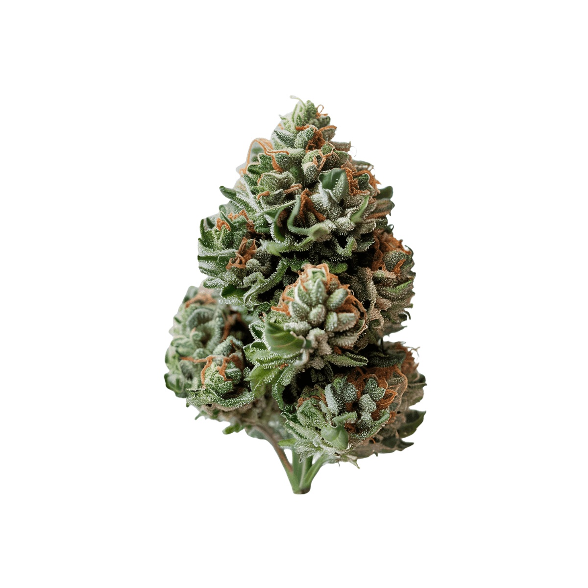 SOMA OG 28/1 - Super Boof