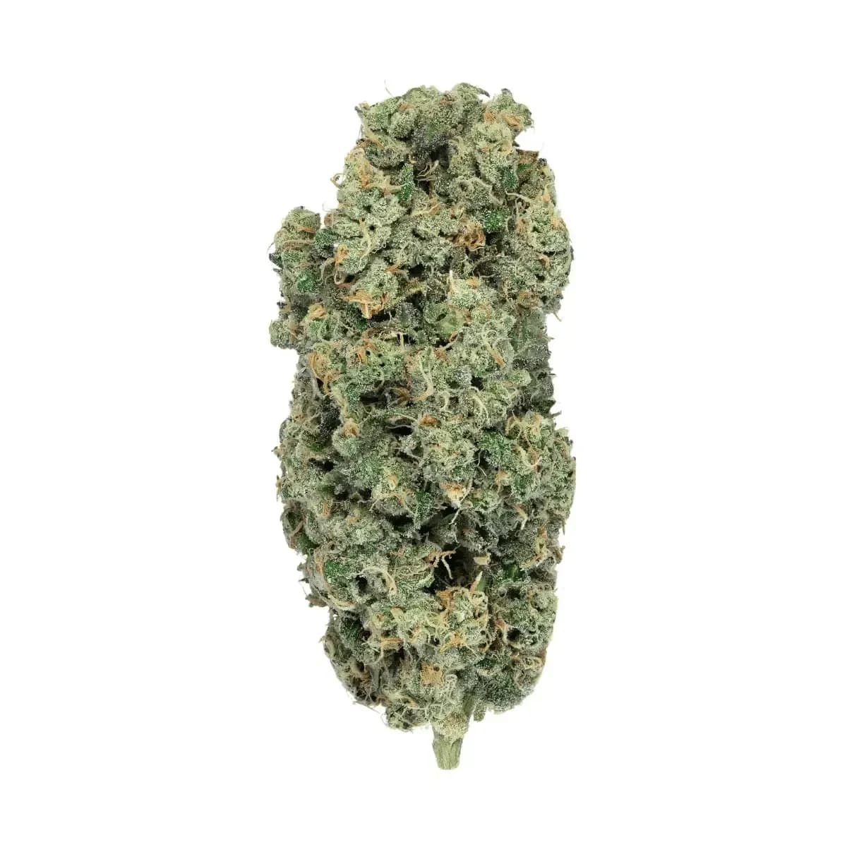 Phcann Exotics 32/1 - Spritzer Phcann Exotics 32/1 - Spritzer