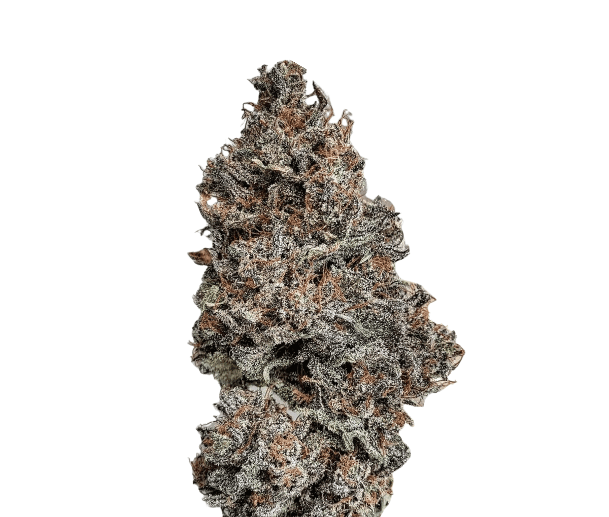 Oceanic BL 25/1 - Black Lavender