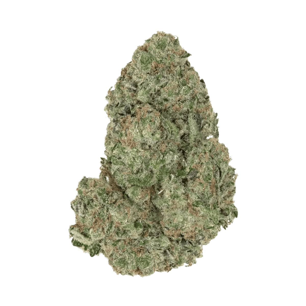 Slouu 22/1 AGM CA SBH - Strawberry Haze