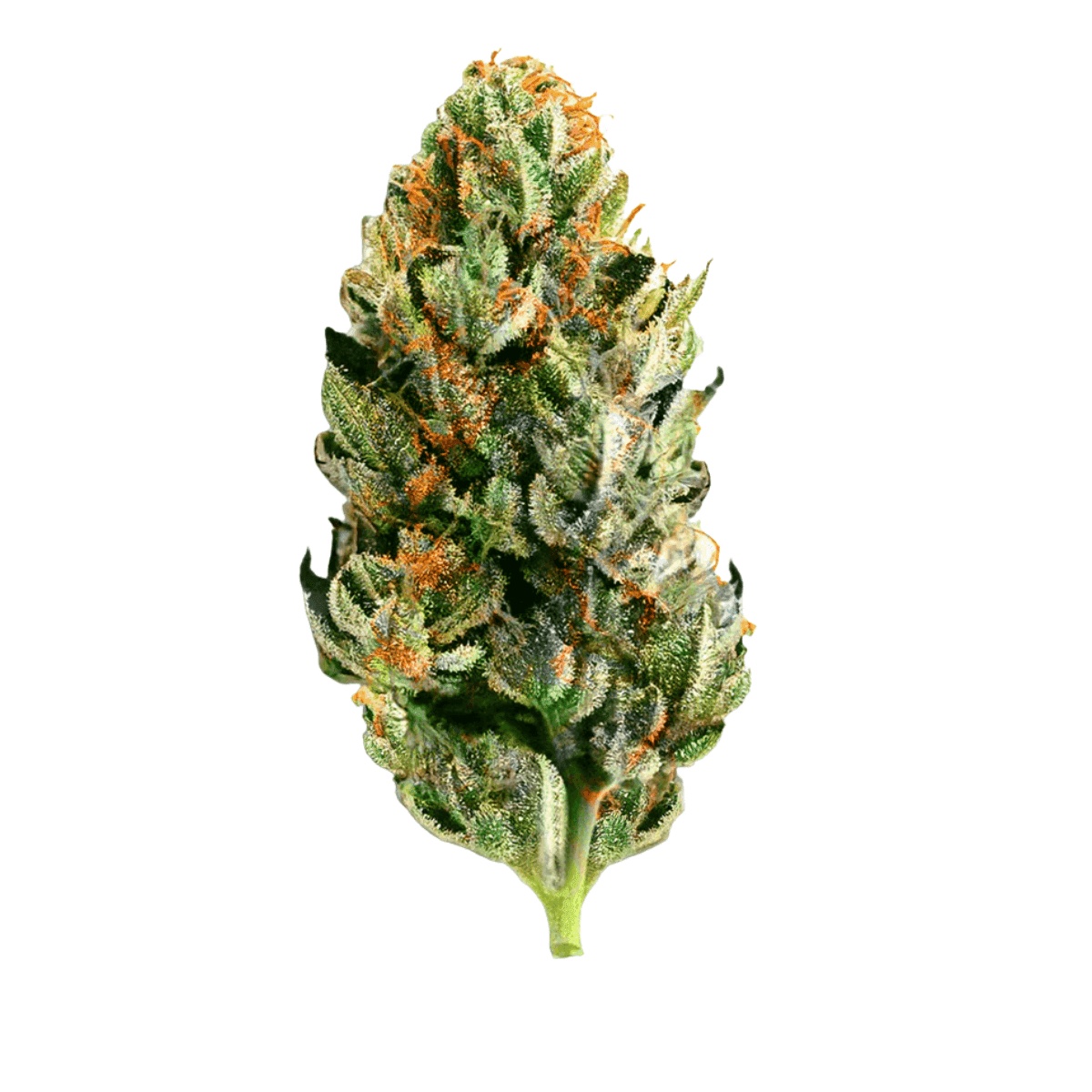 Canify Cannabis flos 25/1 Ku. The Chef - Krumpet OG x London Pound Cake