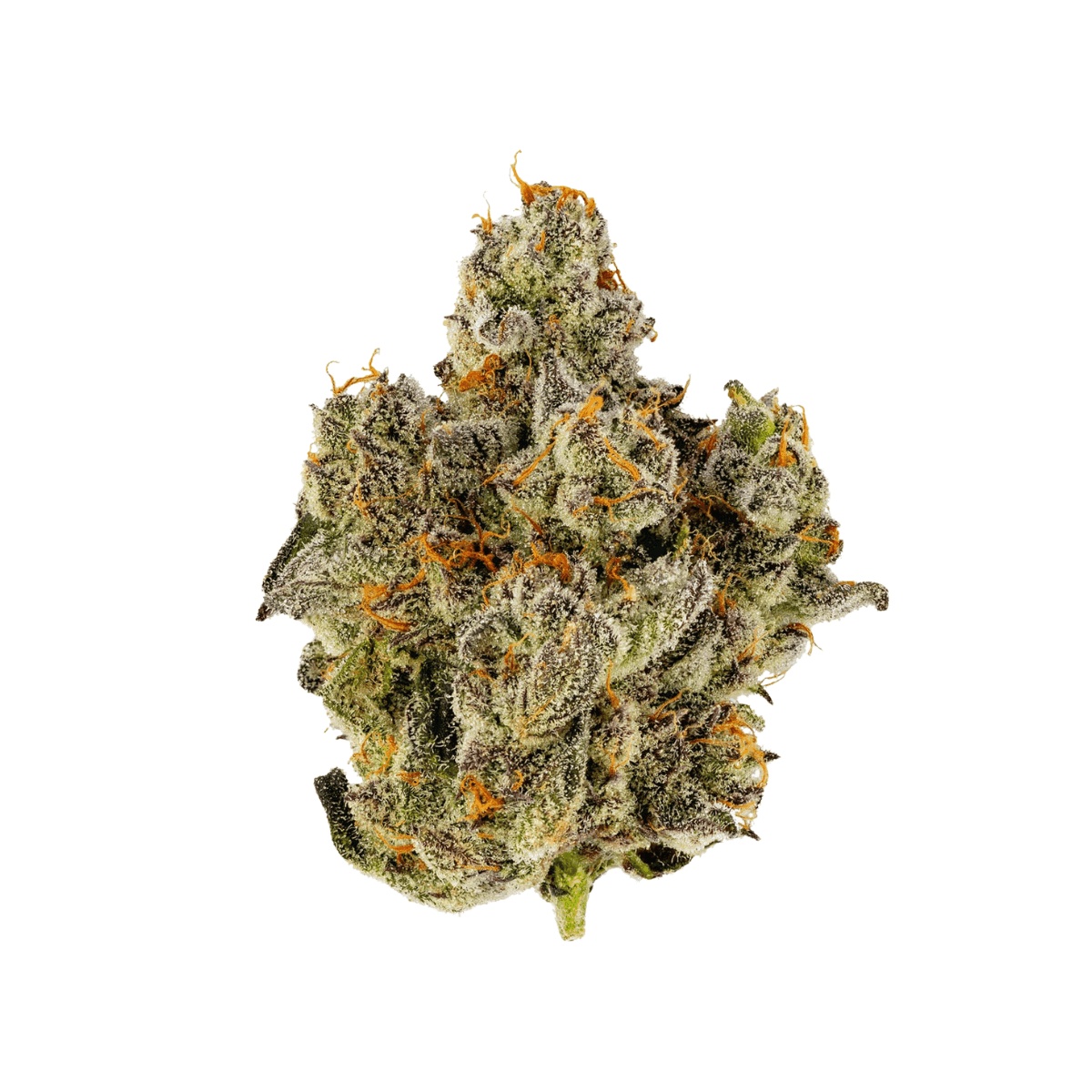 30/1 IUVO Platinum Oranges