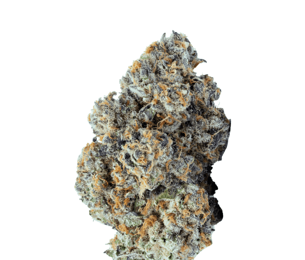 BLKMKT LAW THC25 - LA WoMAC