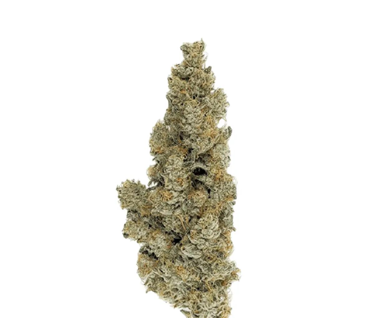 420 Evolution 25/1 CA ICC - Icecream Cake Kush Mint 