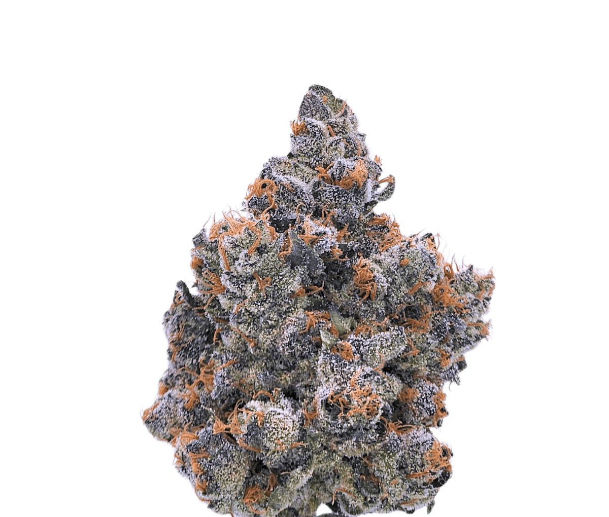 Cannabis flos 30/1 CNDA Ku. - Purple Churro