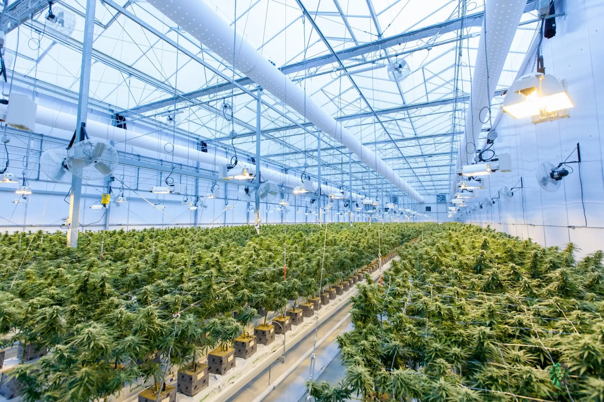 Bild einer großen Anbaufläche für medizinisches Cannabis