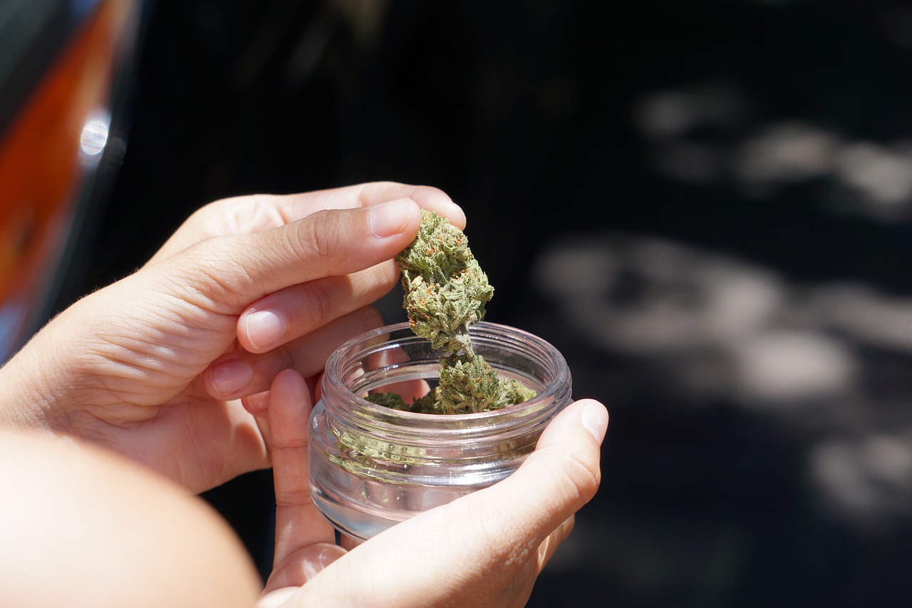 Medizinische Cannabispflanzen in einem Glasbehälter