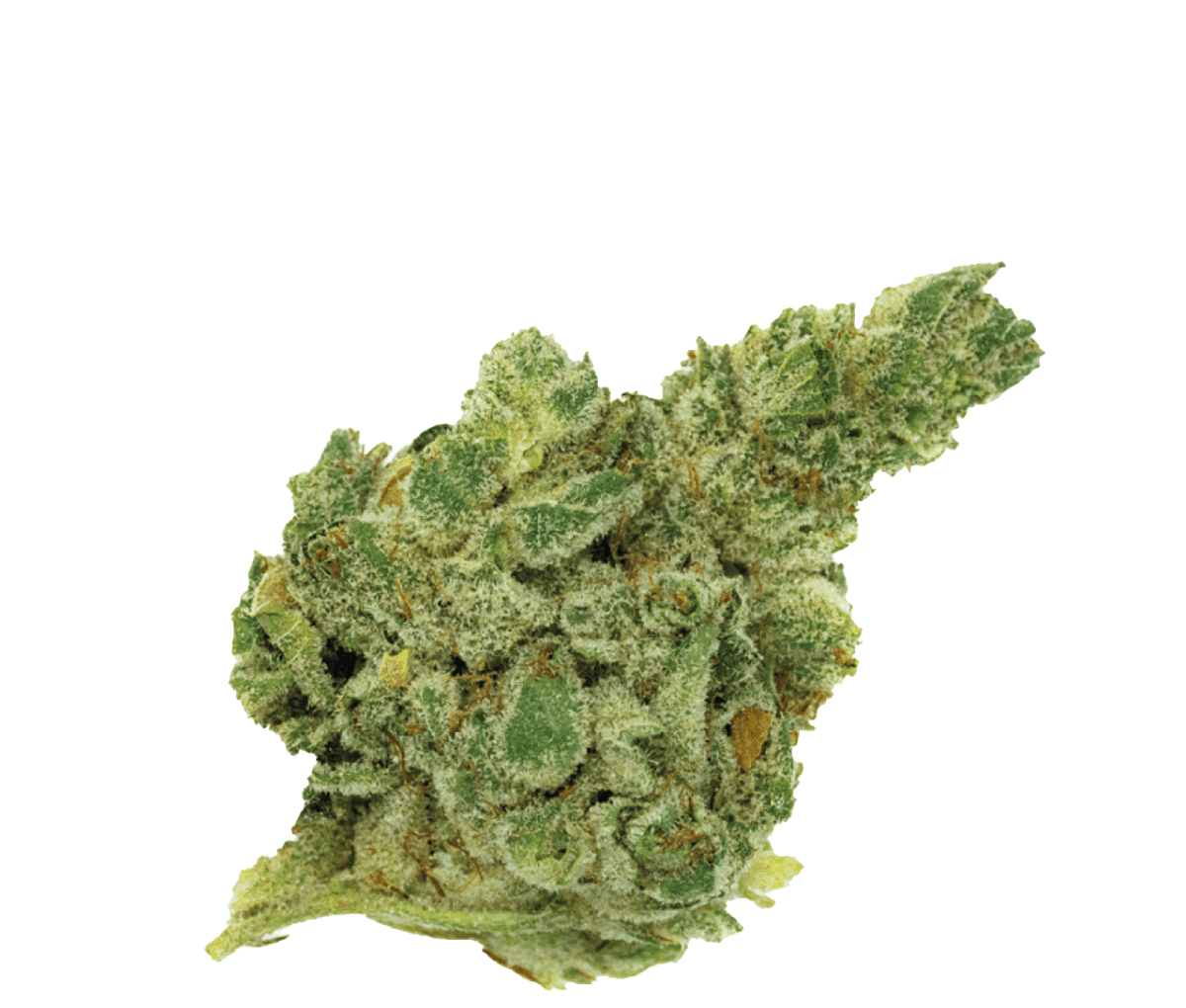 420 Natural 20/1 GG4 - Gorilla Glue