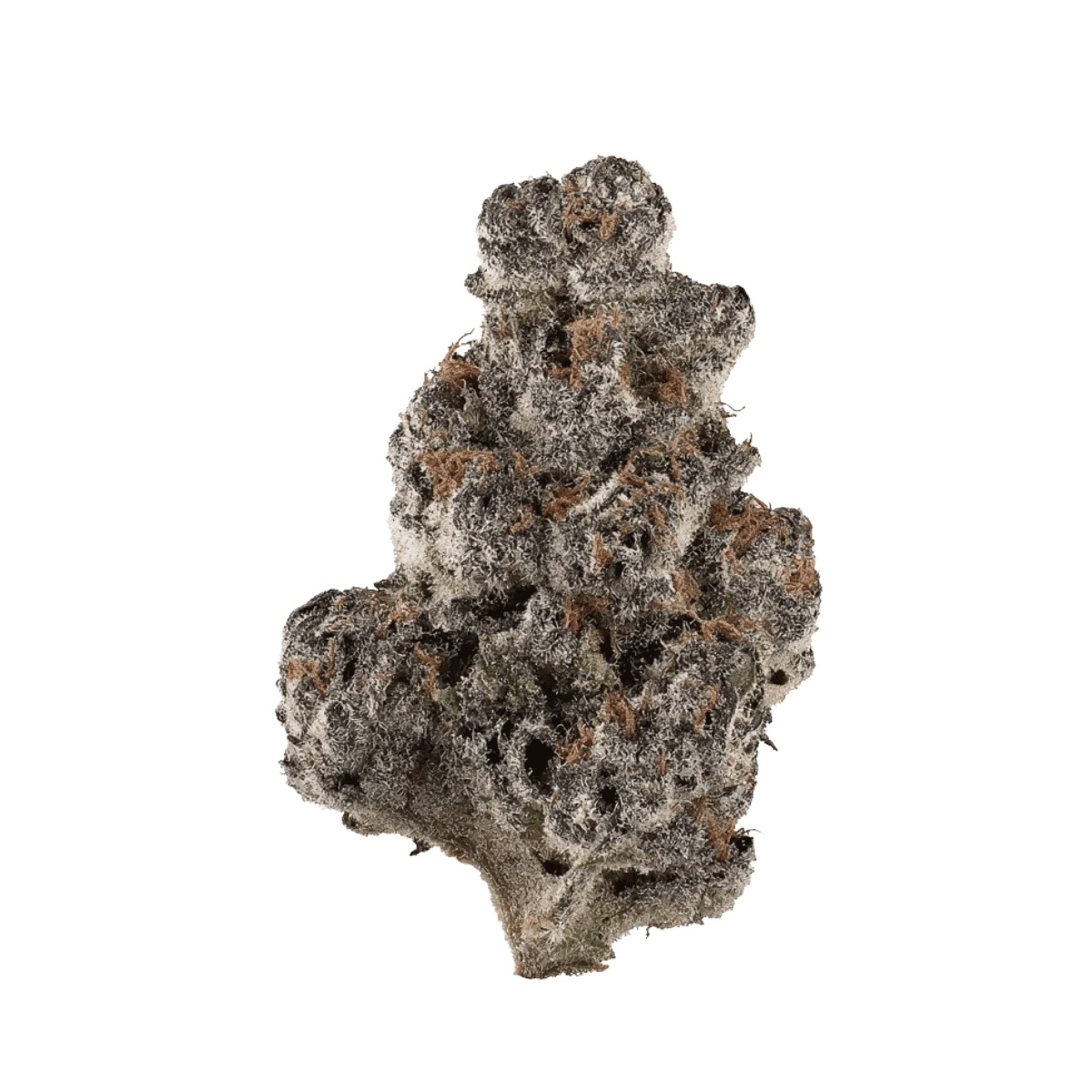 THC akut OHS 25 SF - Sherb Fritter