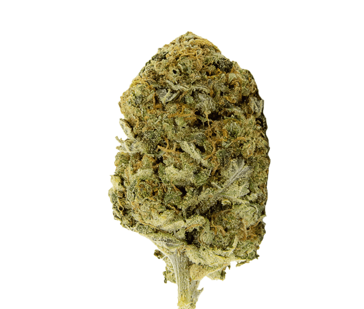 Aleph Amber 24/1 - Mango Kush