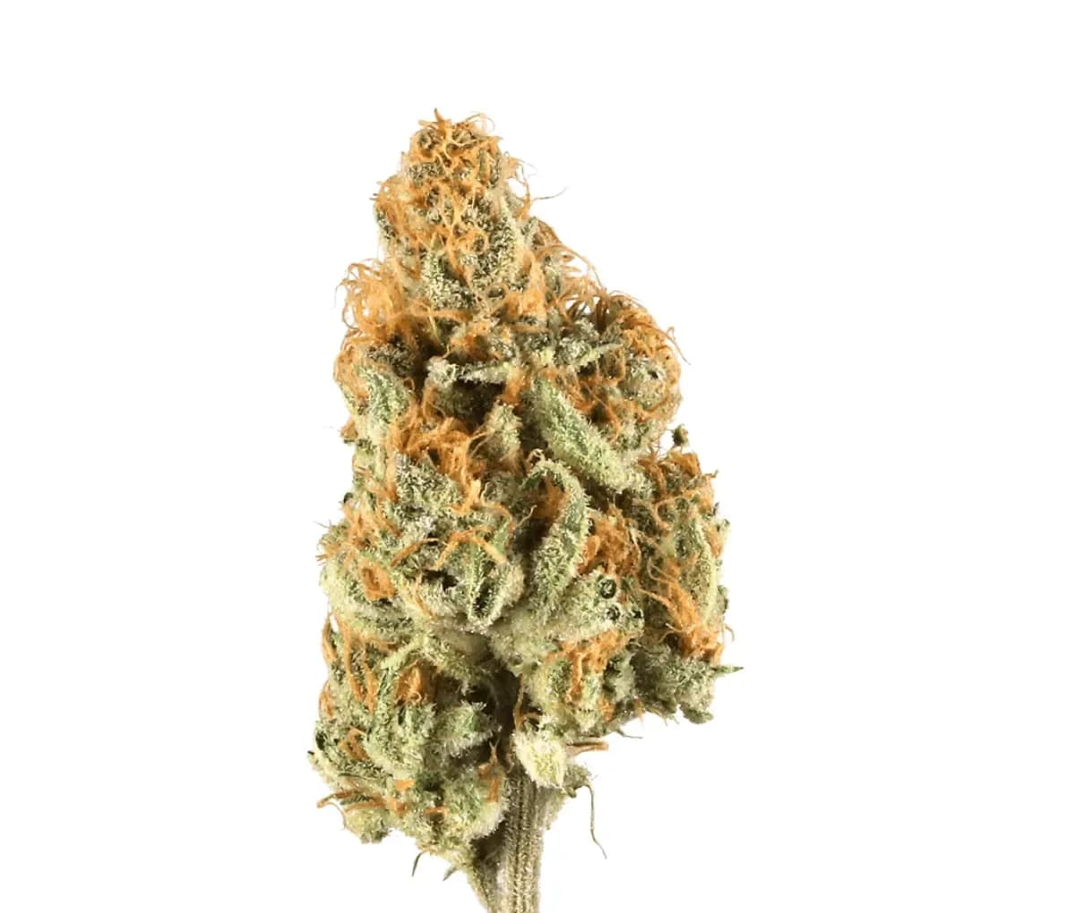 GT Strong Drop 27/1 Citron Cookies x Biker Kush smalls