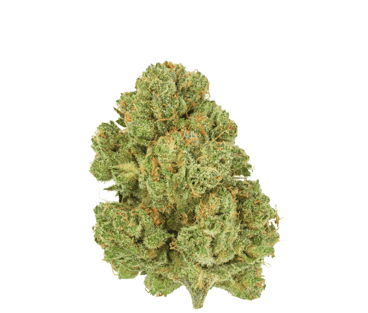 Pedanios 10/13 MBE-CA - Moon Berry Pedanios 10/13 MBE-CA - Moon Berry