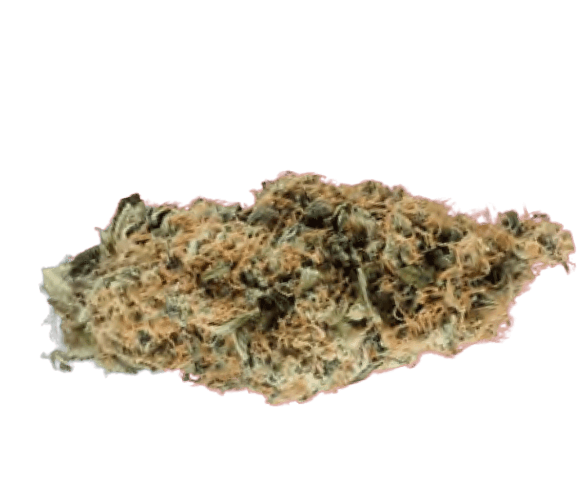 Costa Canna Dynamics Fortissimo - Liberty Haze Costa Canna Dynamics Fortissimo - Liberty Haze