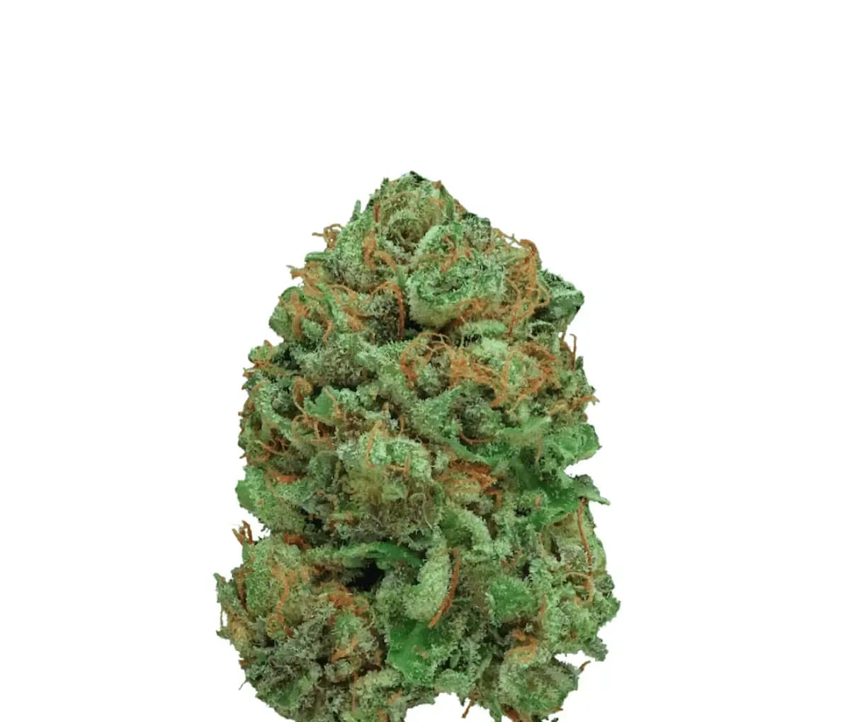 Canify Cannabis Flos 23/1 CSF Ku. - Bashengo