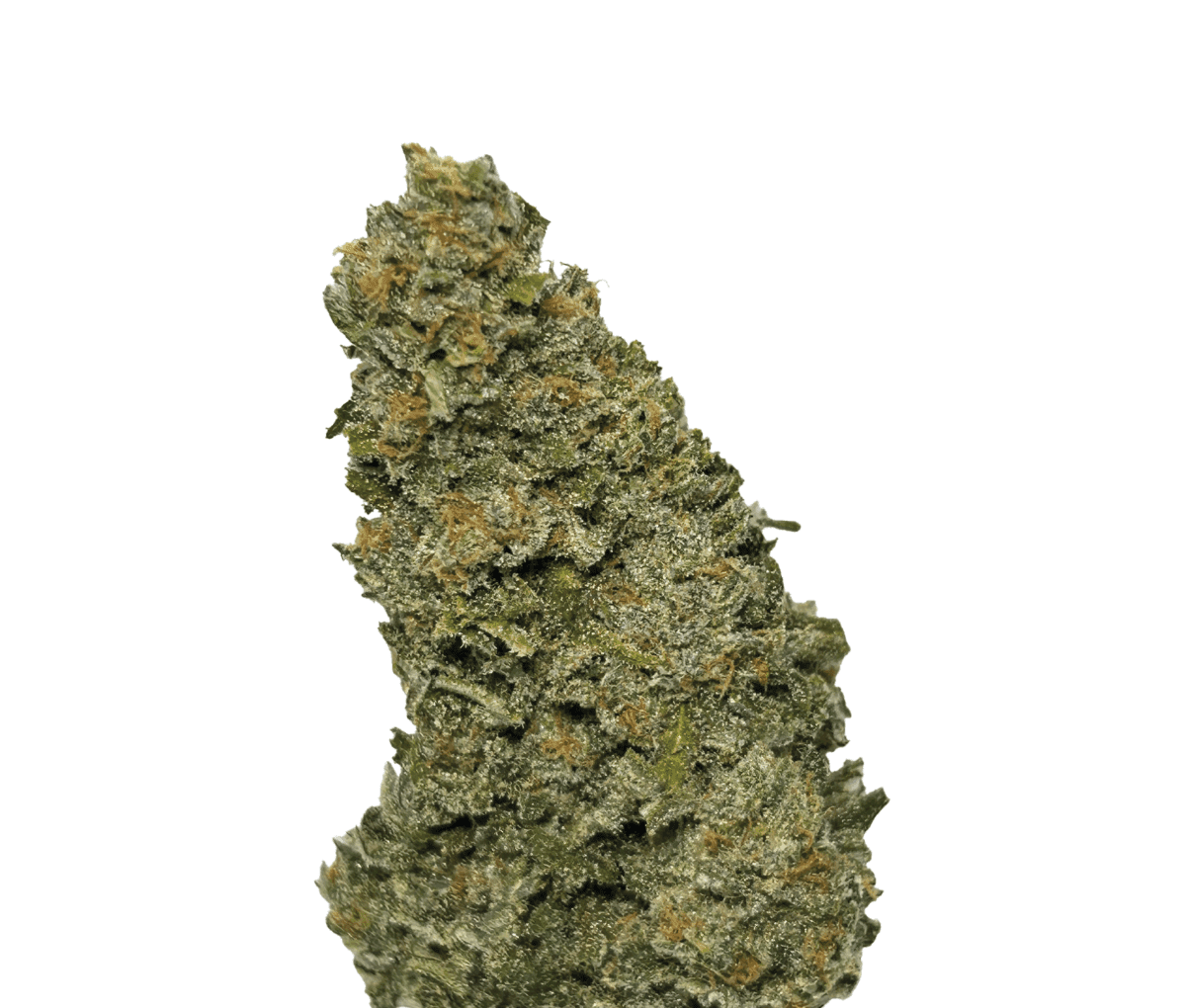 Wellford Aquaponic 26/1 GTH - Ghost Train Haze Wellford Aquaponic 26/1 GTH - Ghost Train Haze