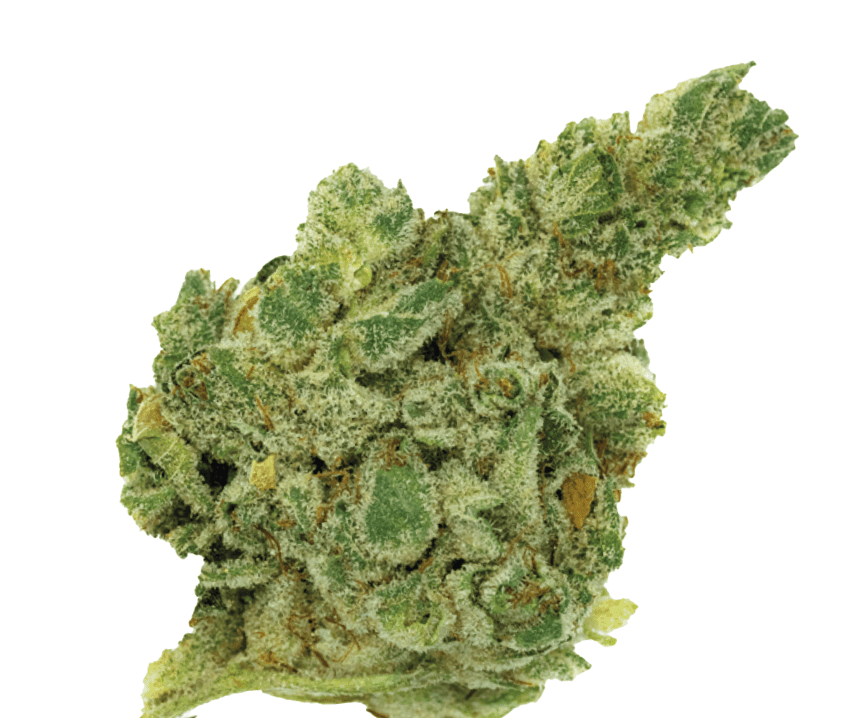 420 Natural 25/1 CA GG4 - Gorilla Glue 420 Natural 25/1 CA GG4 - Gorilla Glue