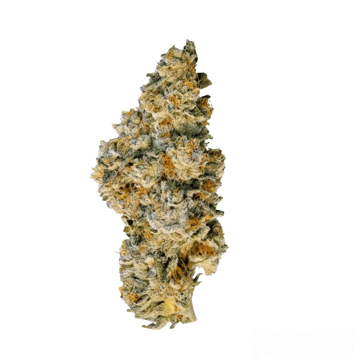 Demecan Craft Aloha 31/1 - 98ALOHA WHITE WIDOW X TRAINWRECK Demecan Craft Aloha 31/1 - 98ALOHA WHITE WIDOW X TRAINWRECK
